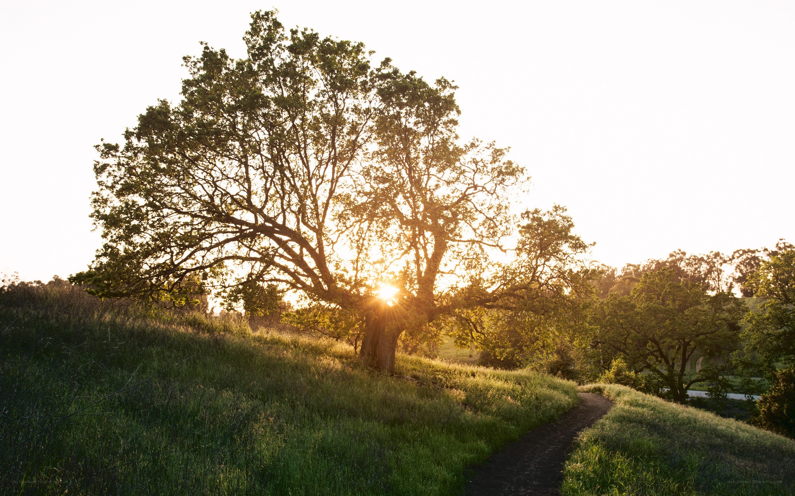 Sunset path through grassy hill