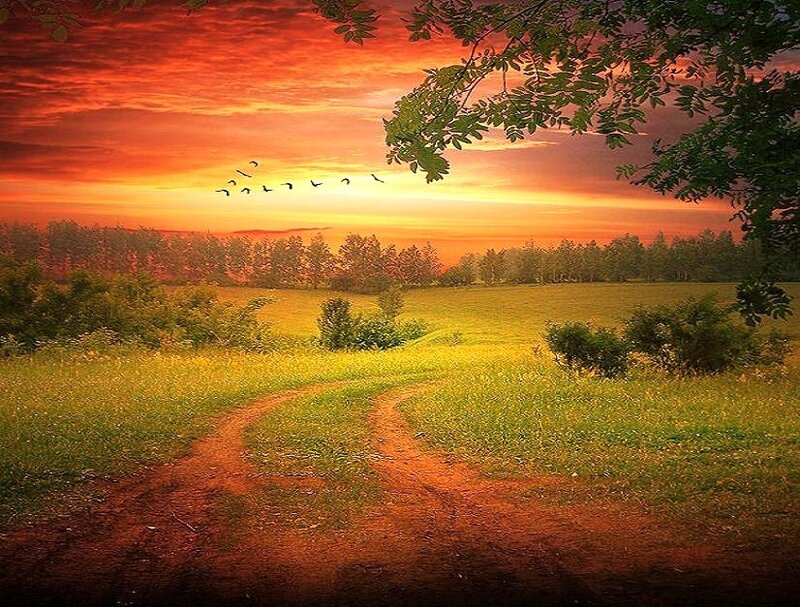 Sunset path through green fields