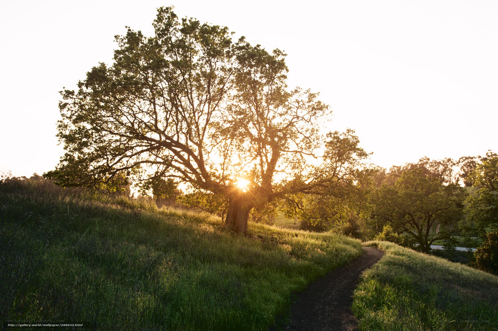 Sunset path through green hills