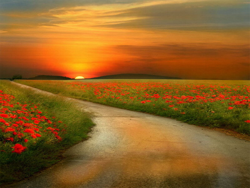 Sunset path through poppy field