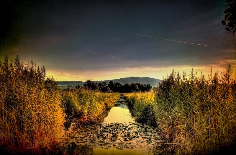 Sunset path through reeds