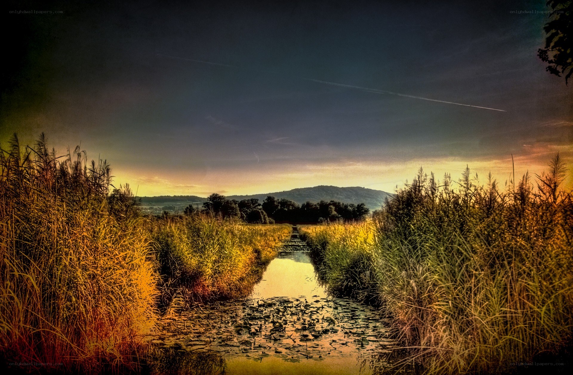 Sunset path through reeds