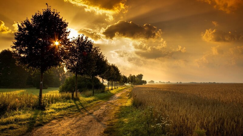 Sunset path through wheat field
