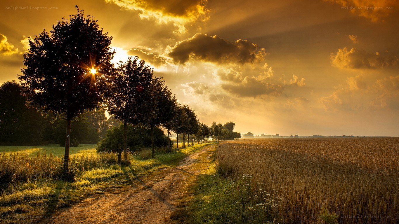 Sunset path through wheat field
