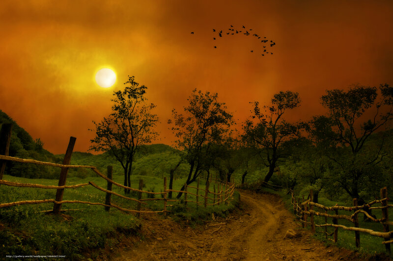 Sunset path with birds