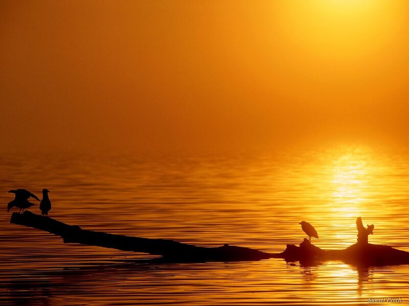 Sunset Perch