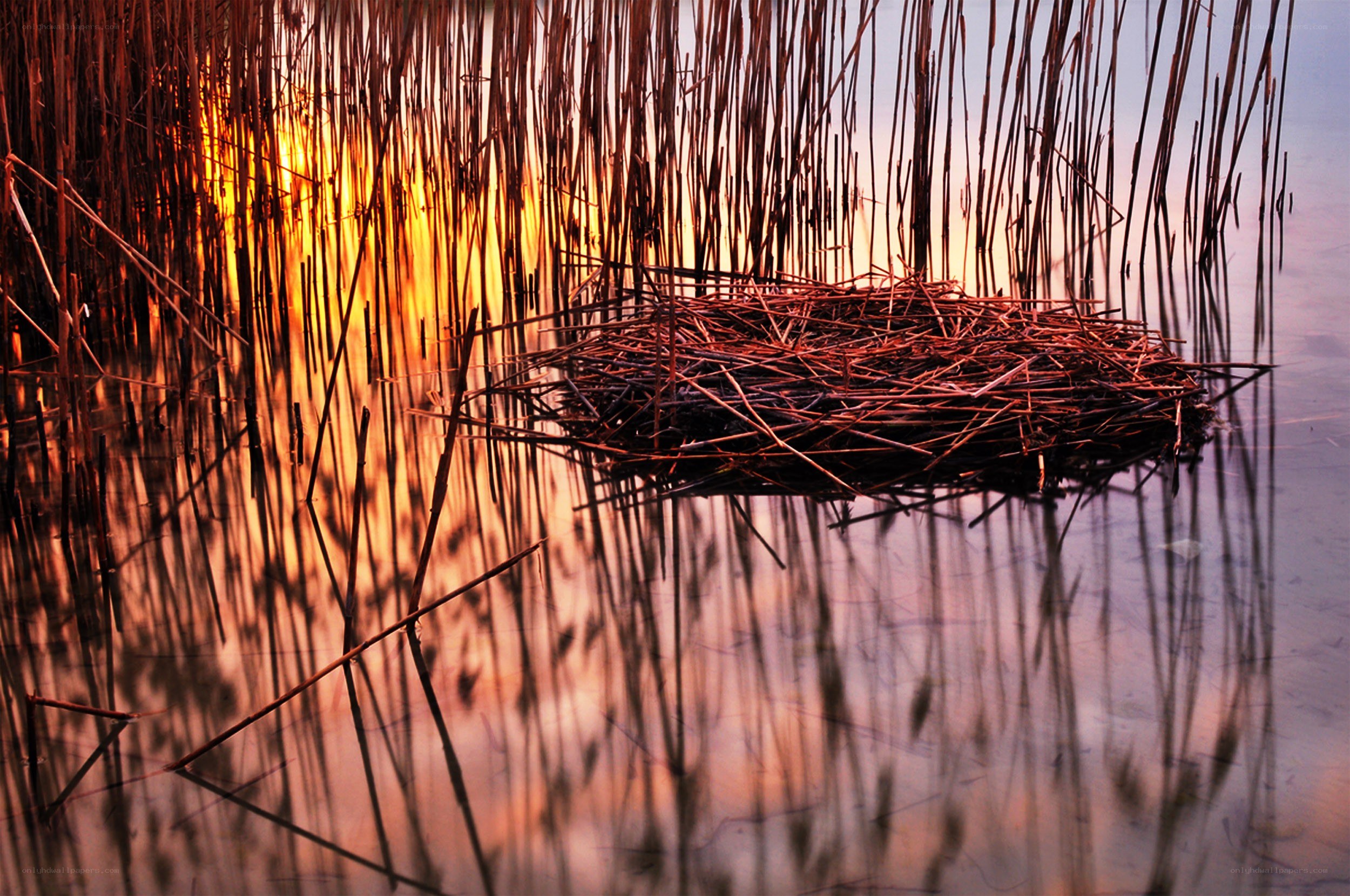 Sunset reed nest