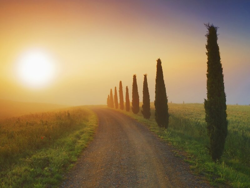 Sunset road with cypress trees
