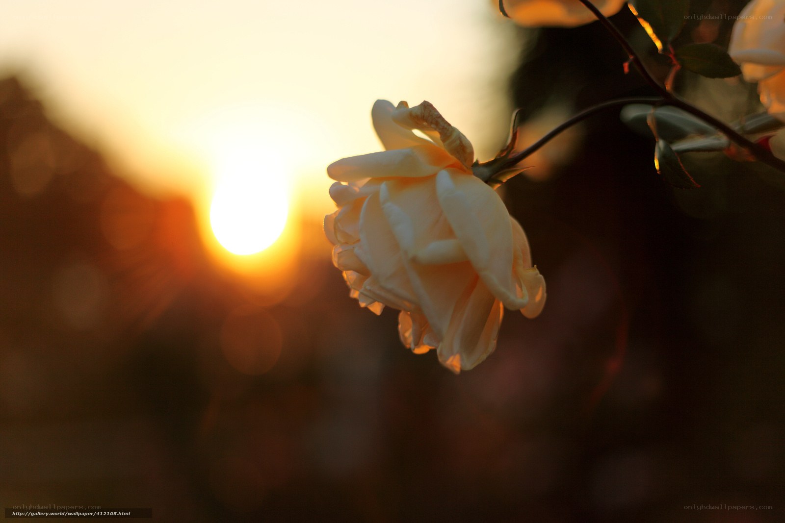 Sunset rose in soft light