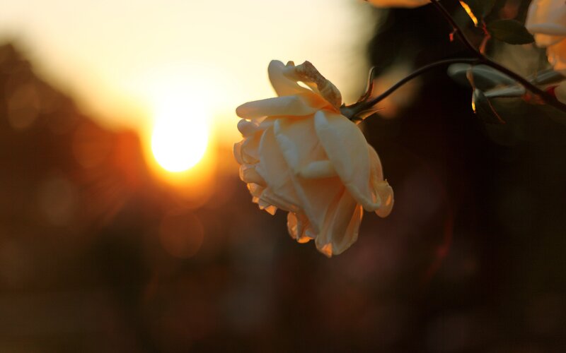 Sunset rose in soft light