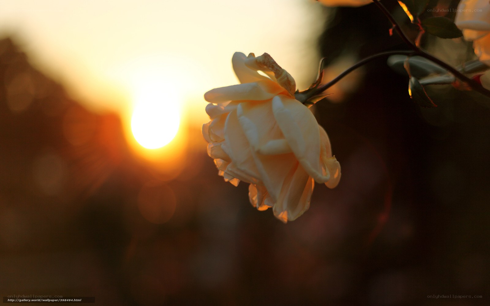 Sunset rose in soft light