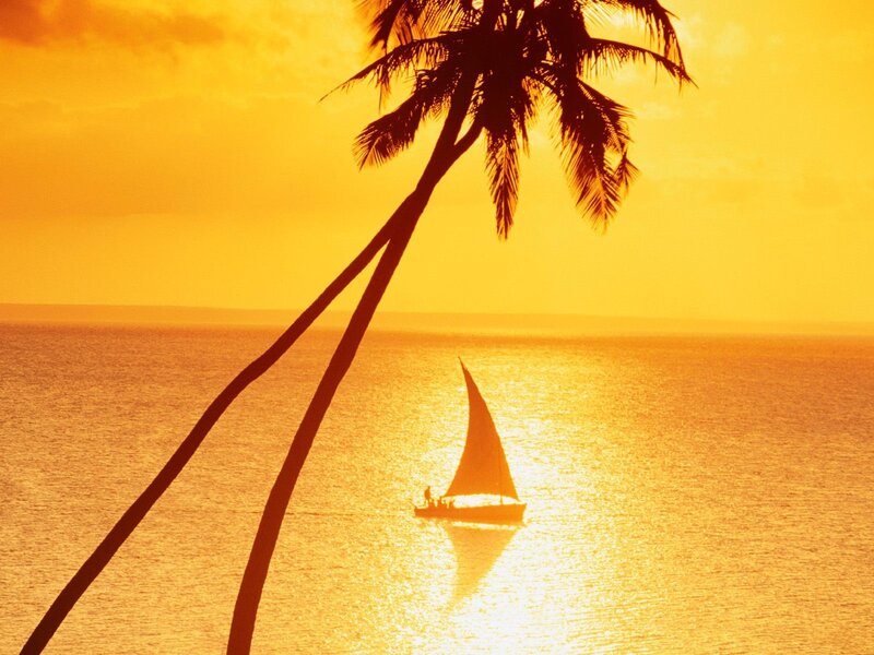 sunset sailboat under palm tree