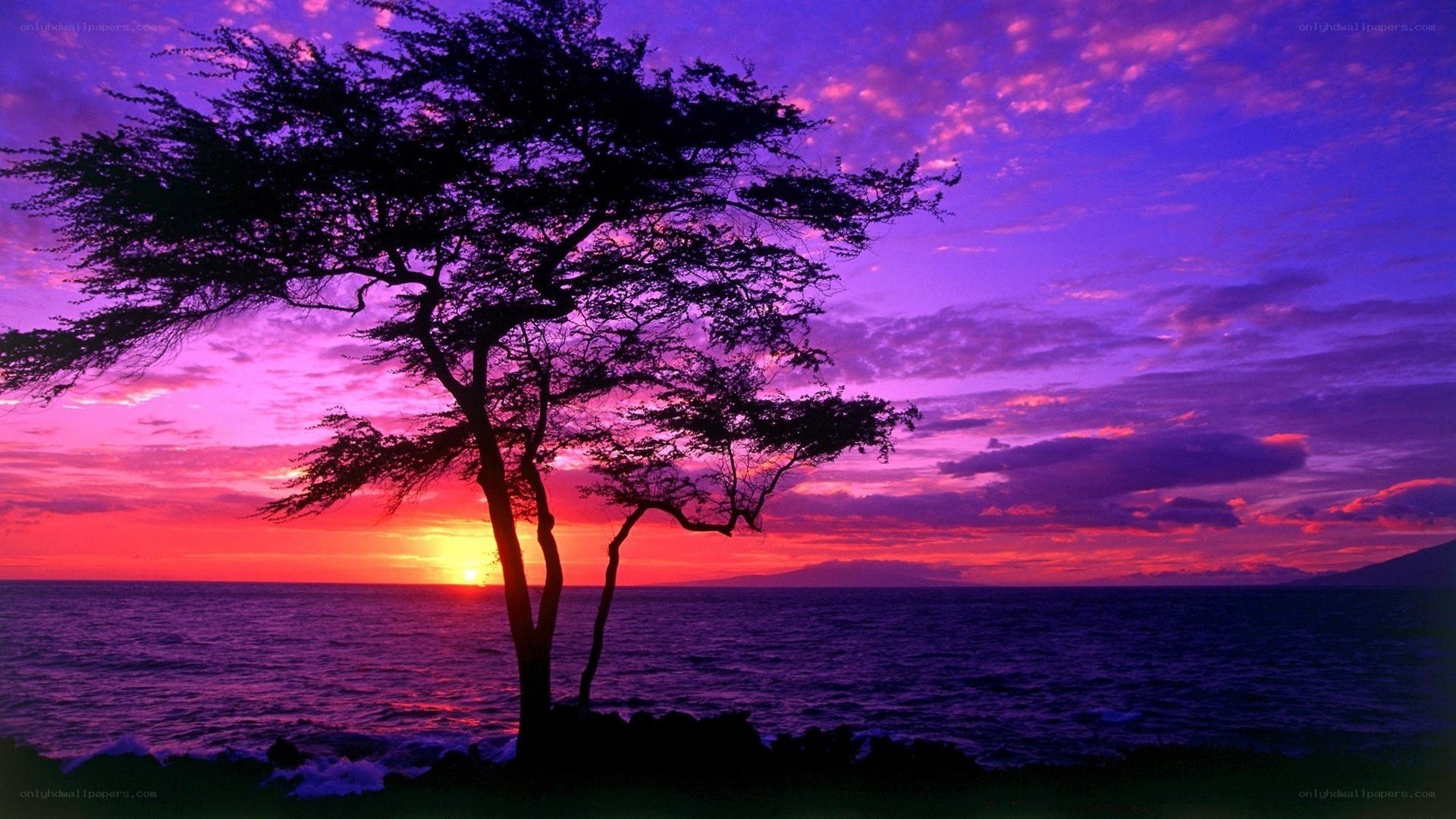 sunset silhouette by the sea