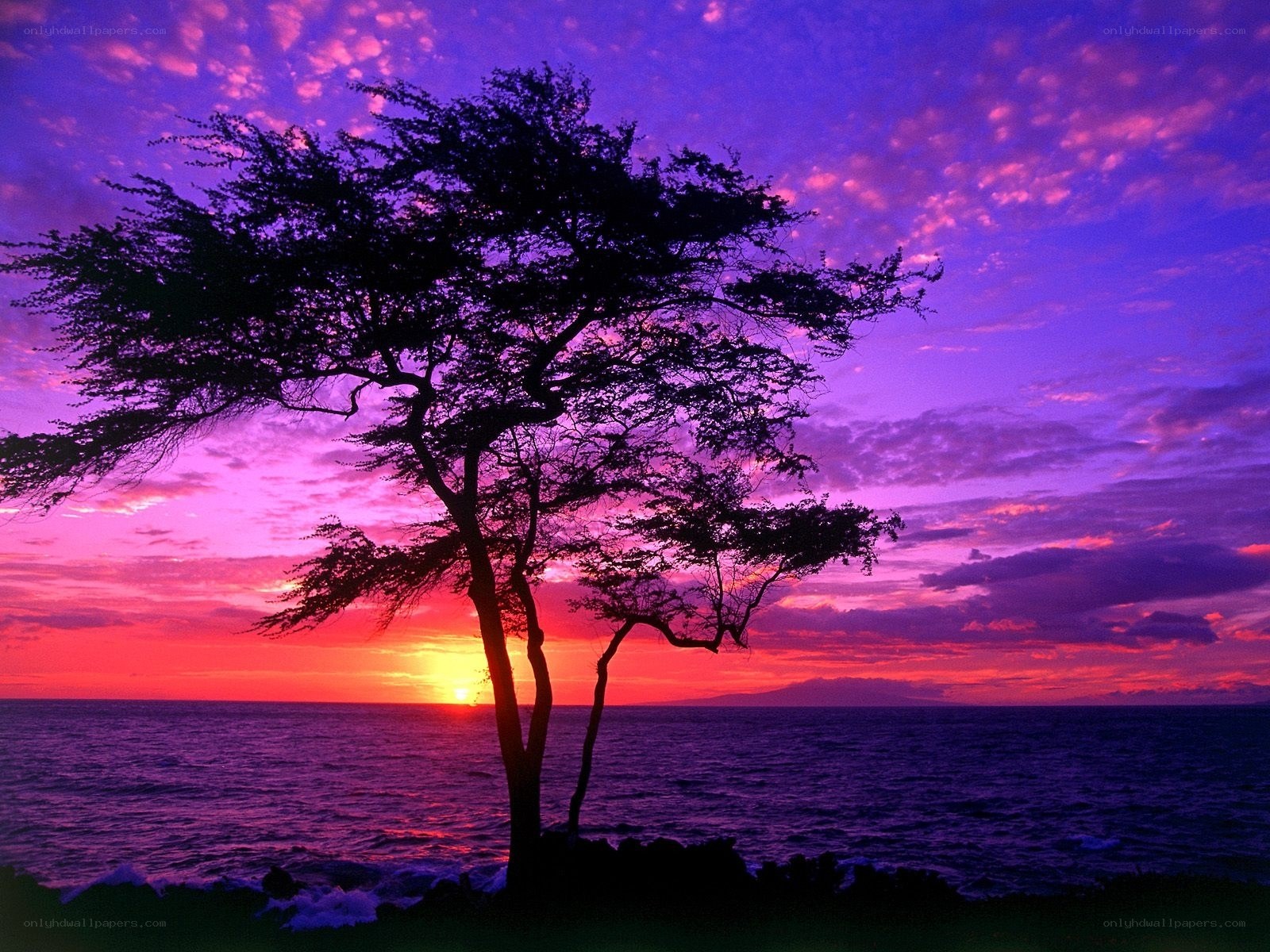 sunset silhouette by the sea