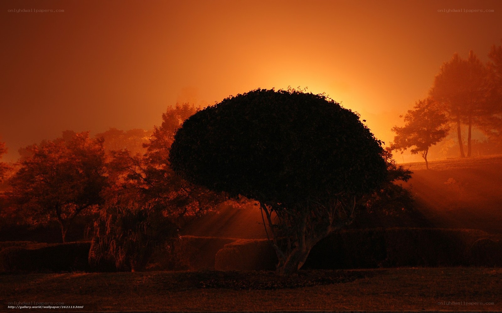 Sunset silhouette in fog