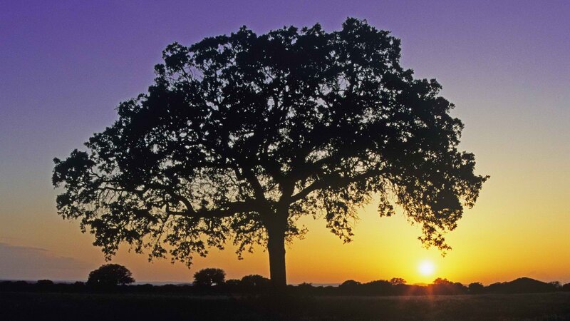 sunset silhouette of a large tree