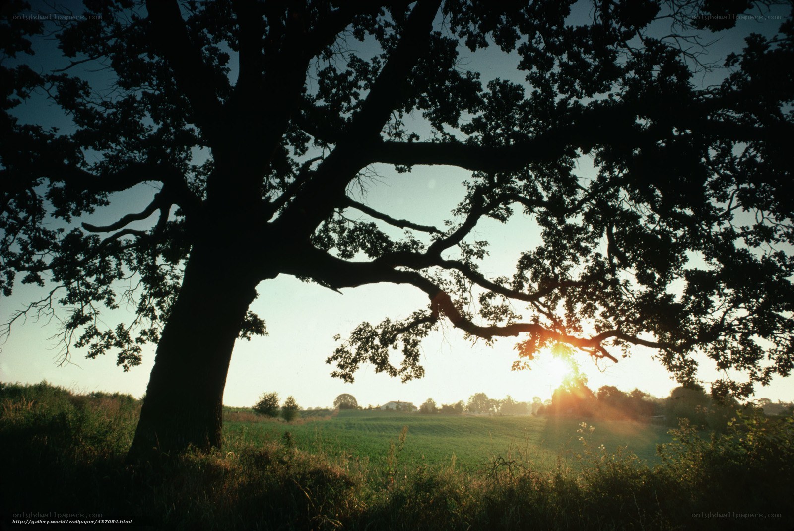 Sunset Silhouette of a Large Tree
