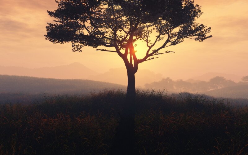 sunset silhouette of a lone tree