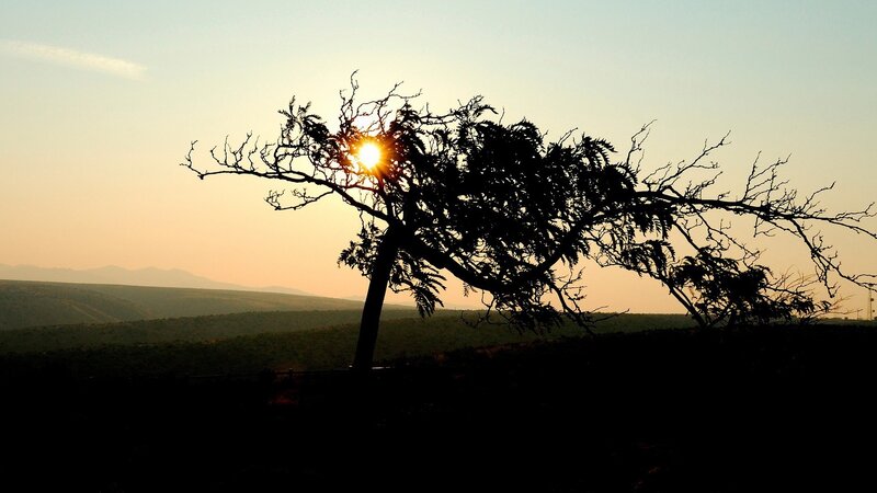 Sunset silhouette of a lone tree