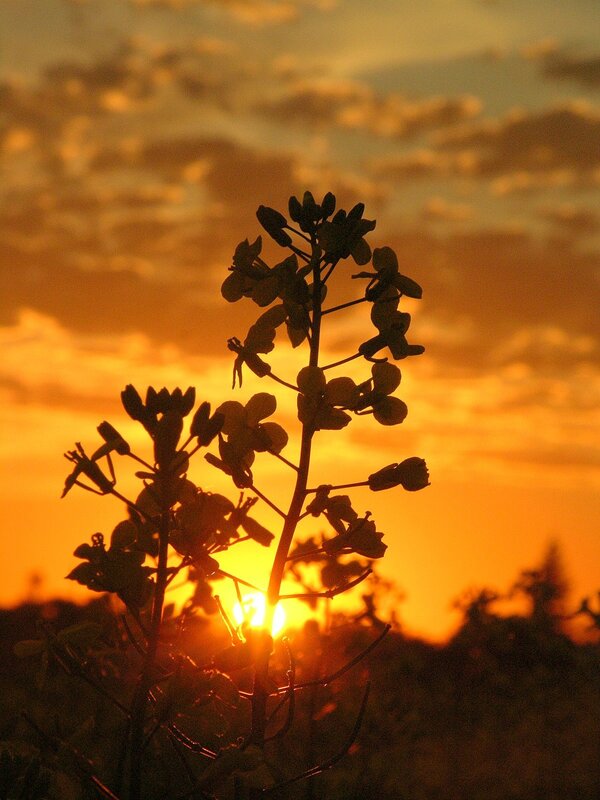 Sunset silhouette of a plant