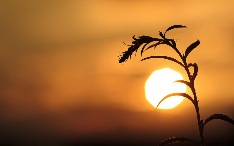 Sunset silhouette of a plant