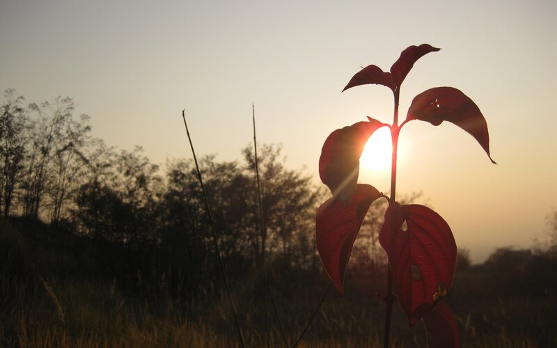 Sunset silhouette of a plant