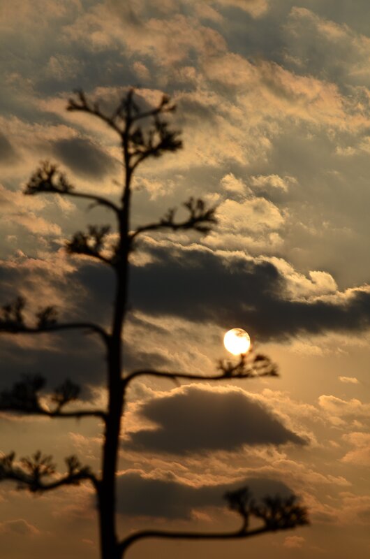 Sunset silhouette of a plant