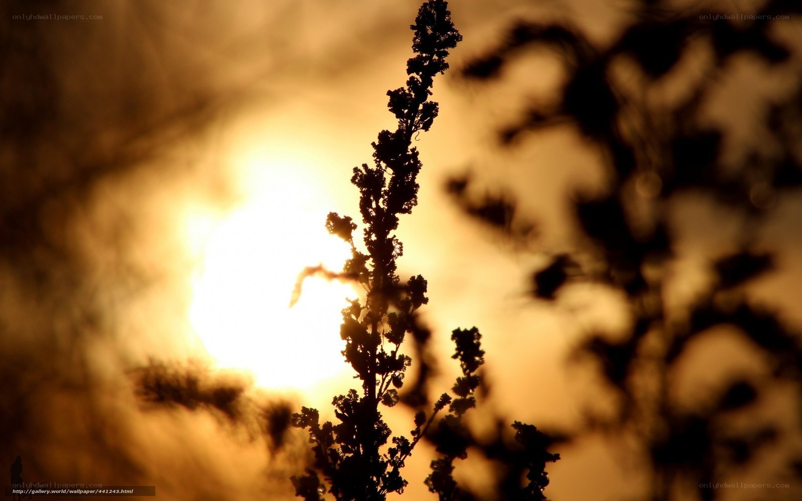 Sunset silhouette of a plant