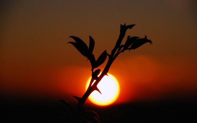 Sunset silhouette of a thorny branch