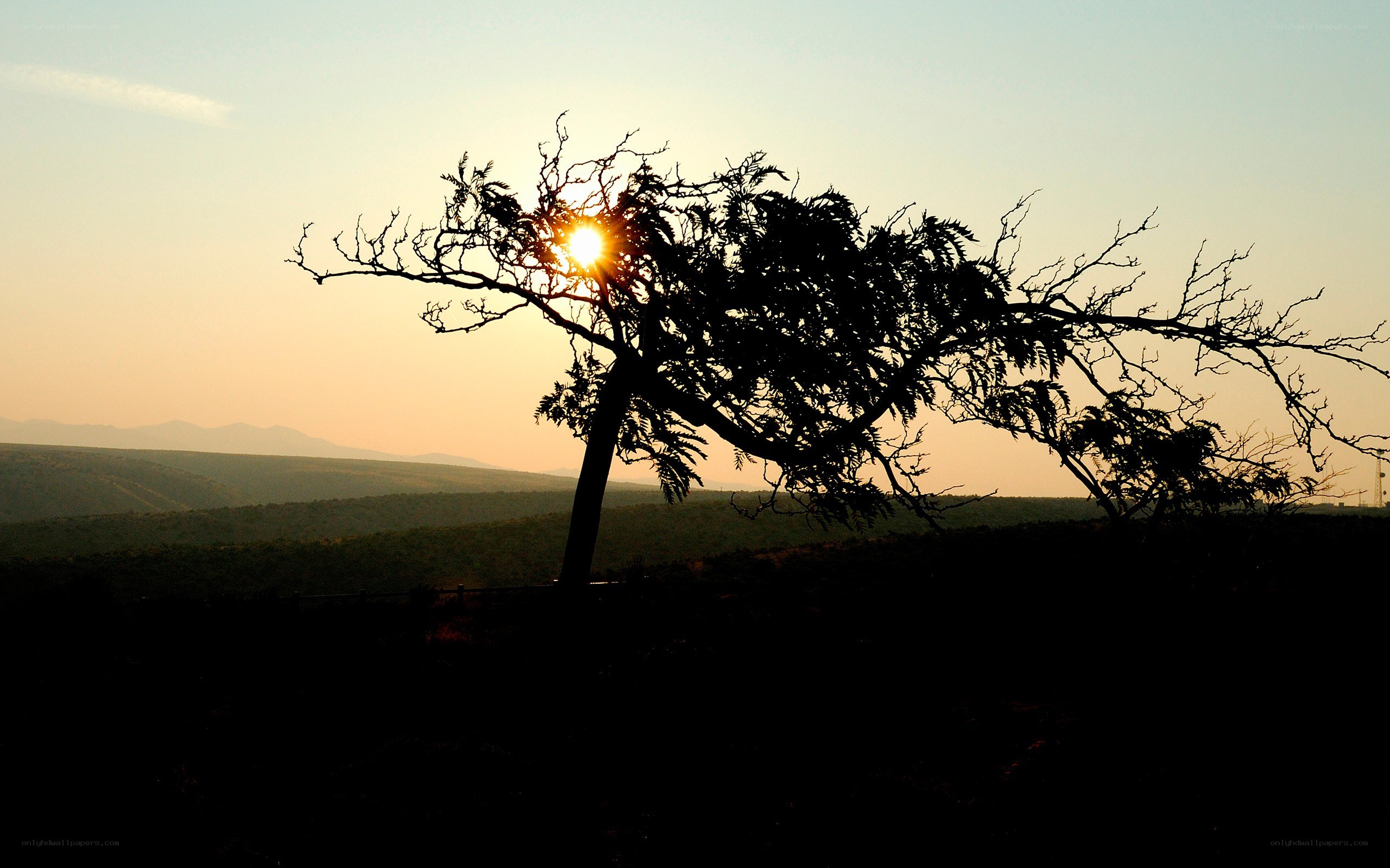 Sunset silhouette of a tree