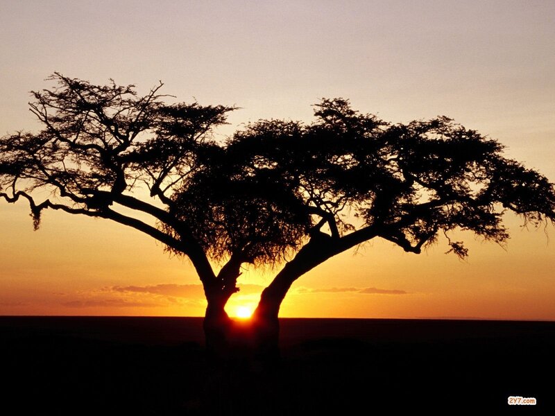 Sunset silhouette of acacia tree