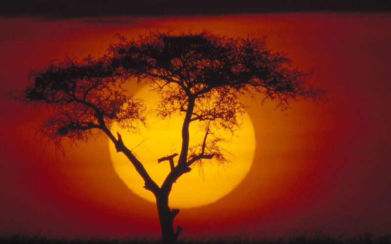 Sunset silhouette of acacia tree