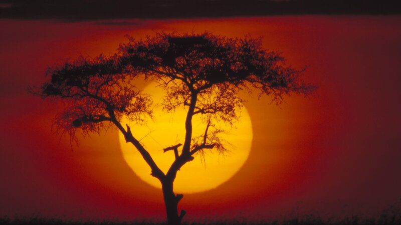 Sunset silhouette of acacia tree
