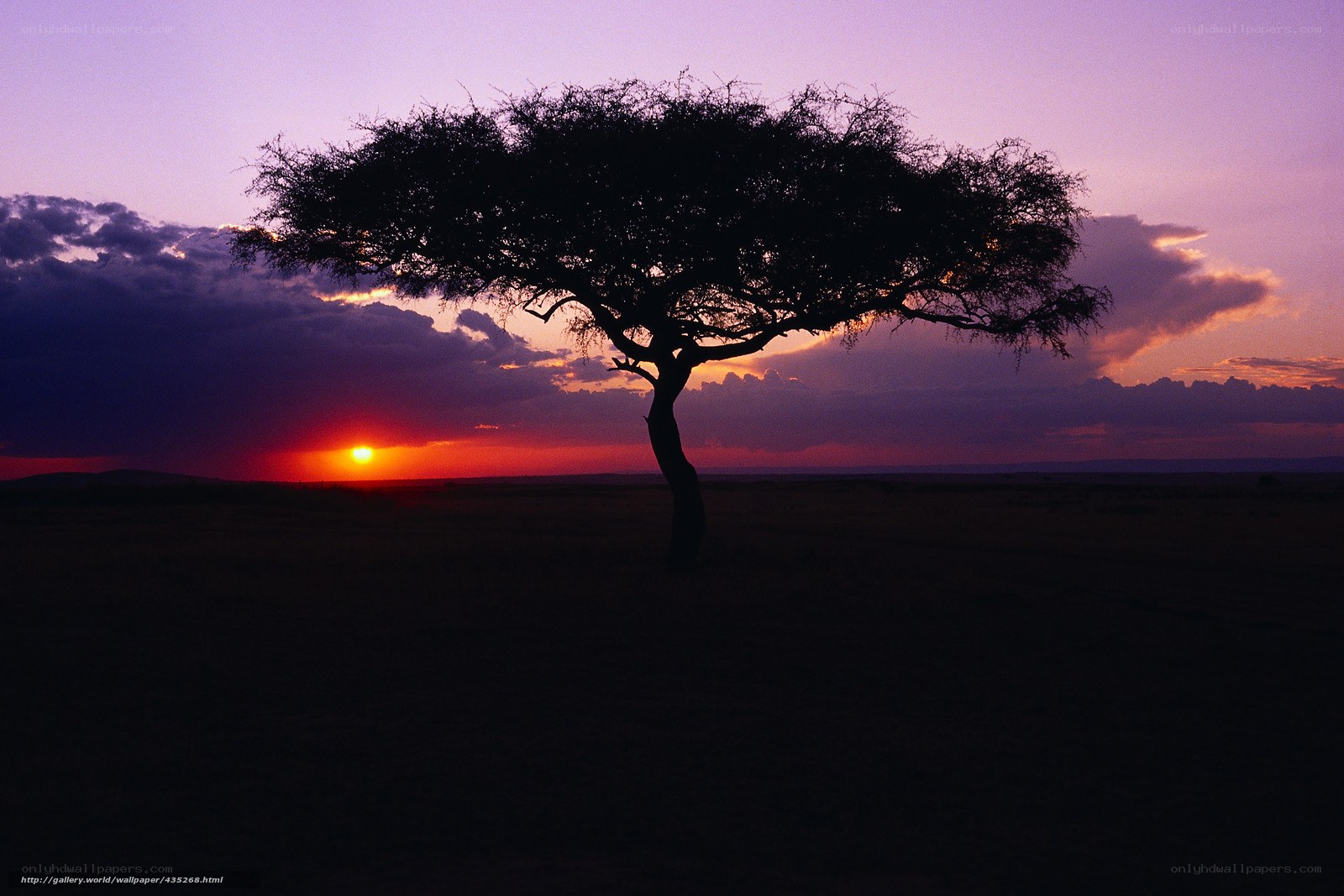 sunset silhouette of acacia tree