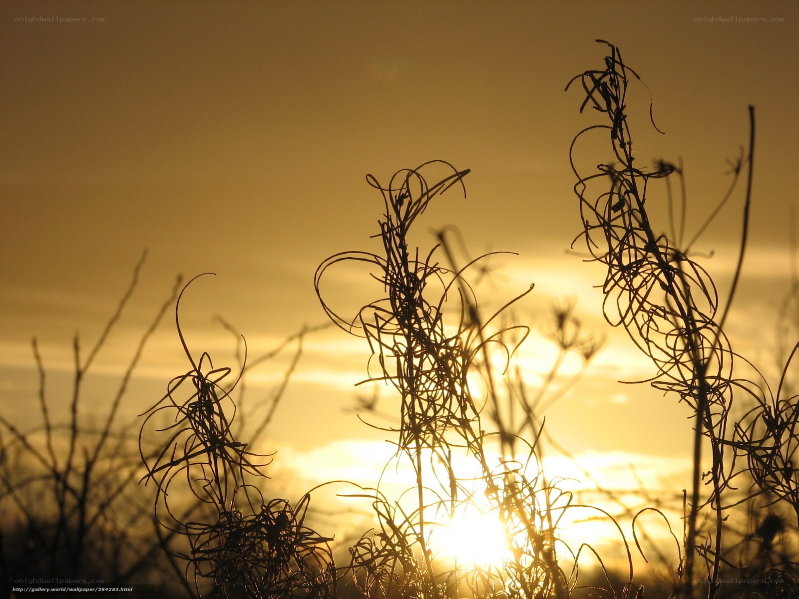 Sunset Silhouette of Dry Grass