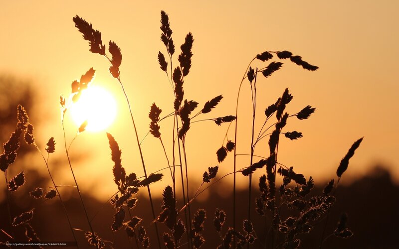 Sunset Silhouette of Grass