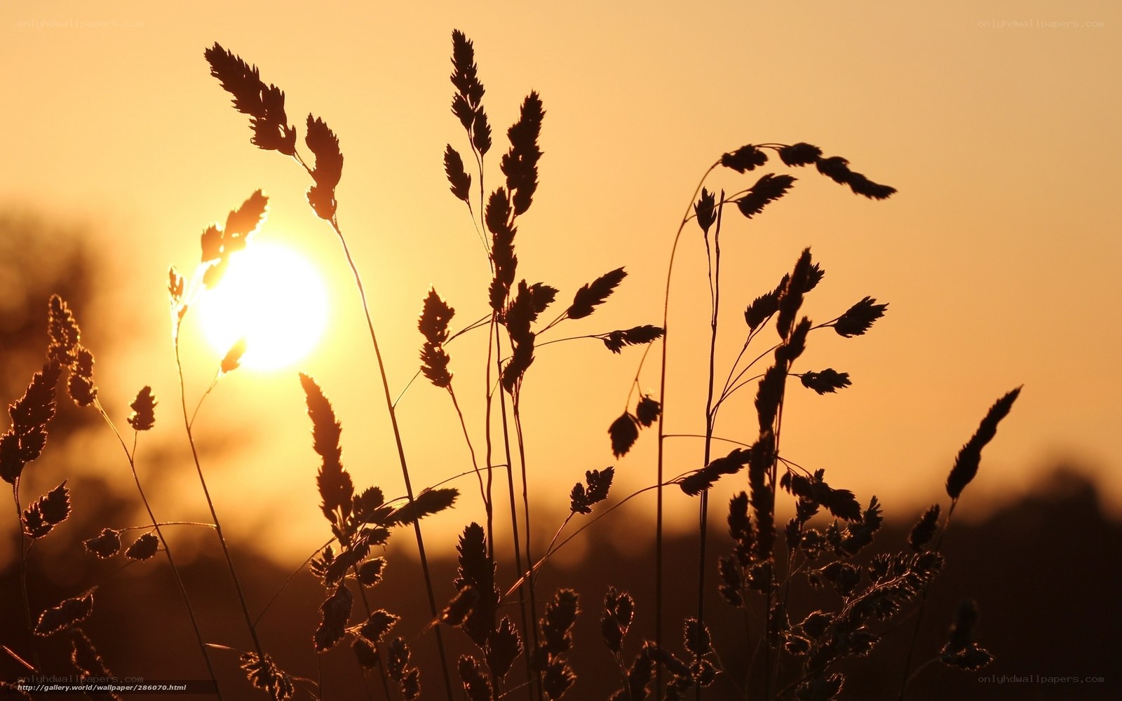Sunset Silhouette of Grass