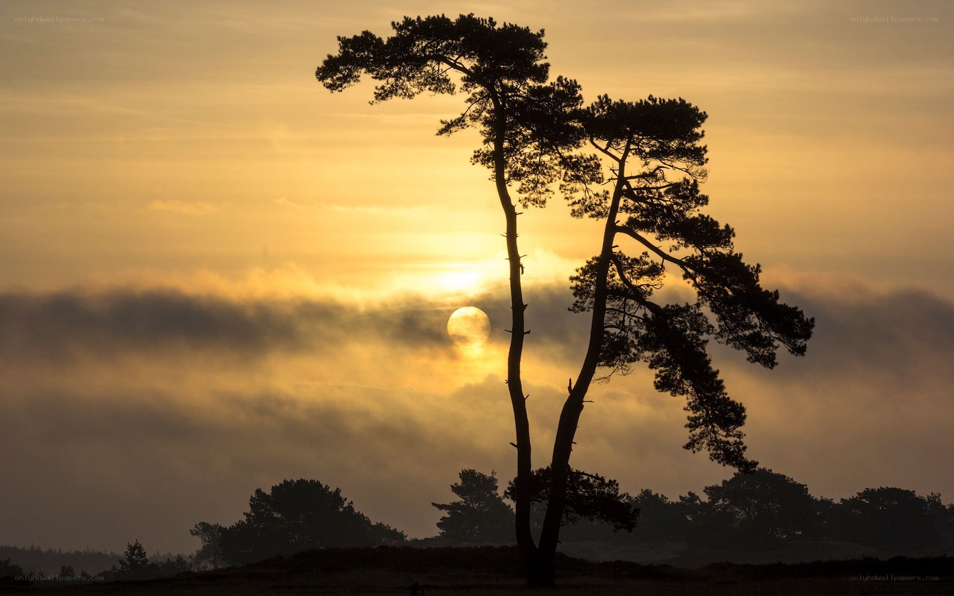 Sunset silhouette of pine trees
