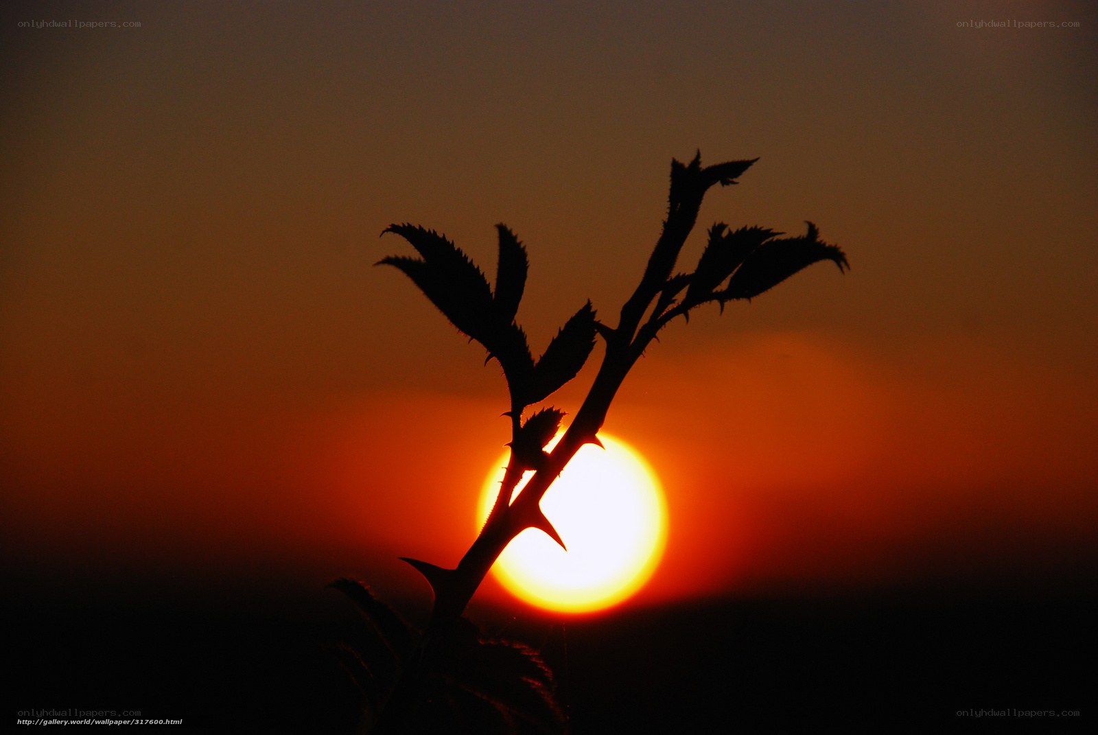 Sunset silhouette of thorny branch