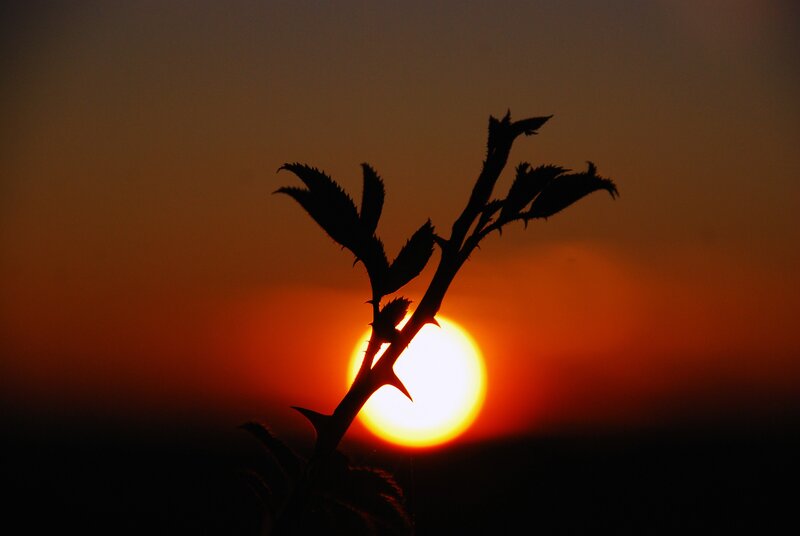 Sunset silhouette of thorny branch