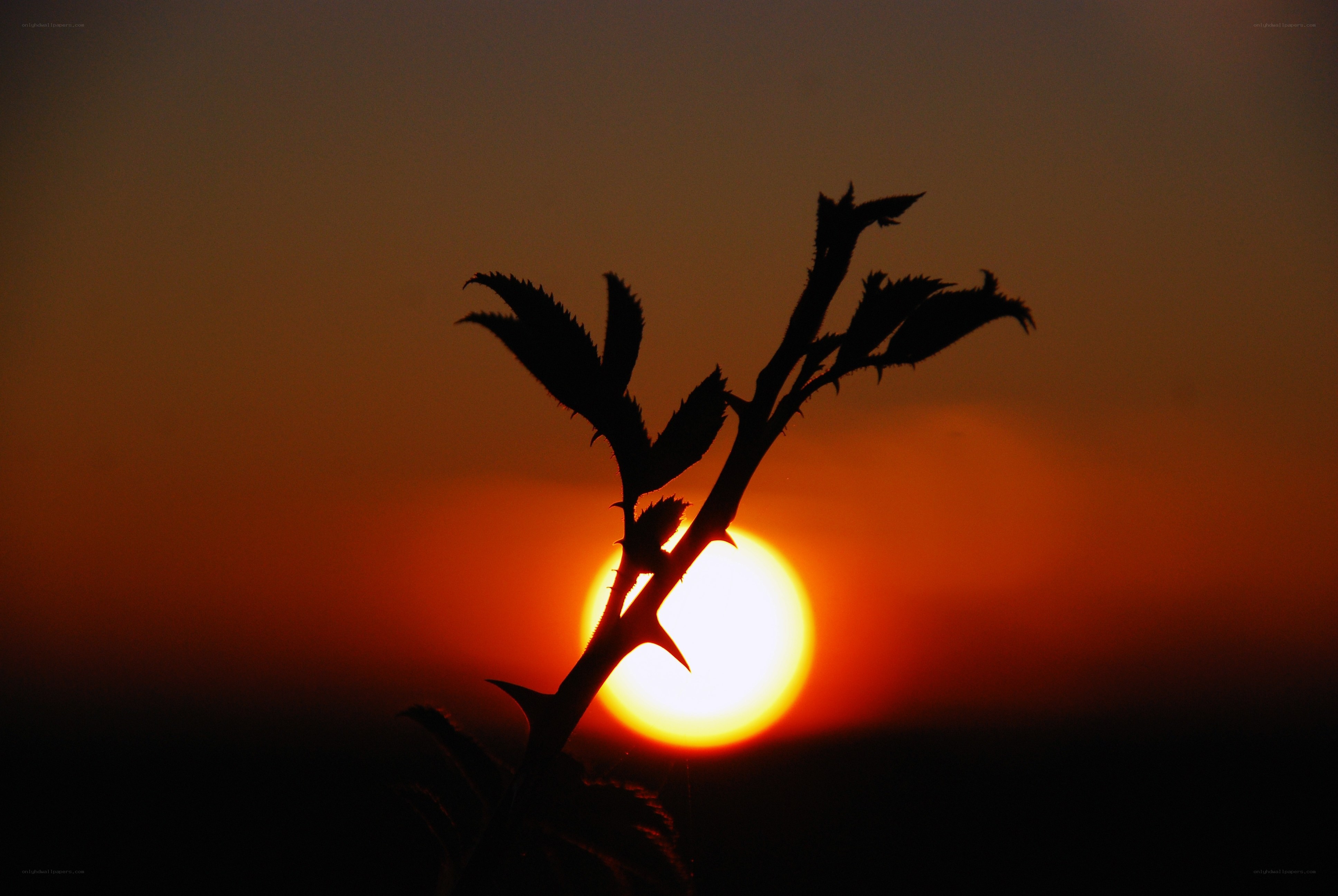 Sunset silhouette of thorny branch