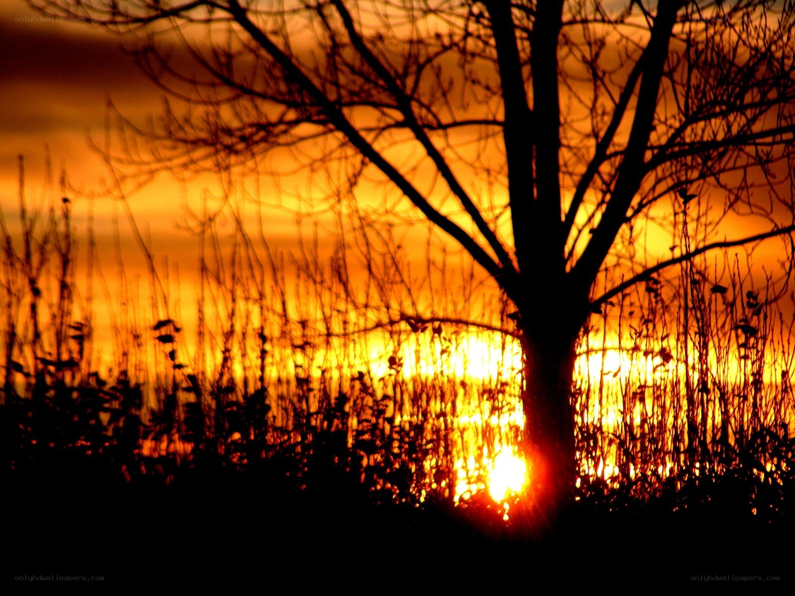 Sunset silhouette of tree
