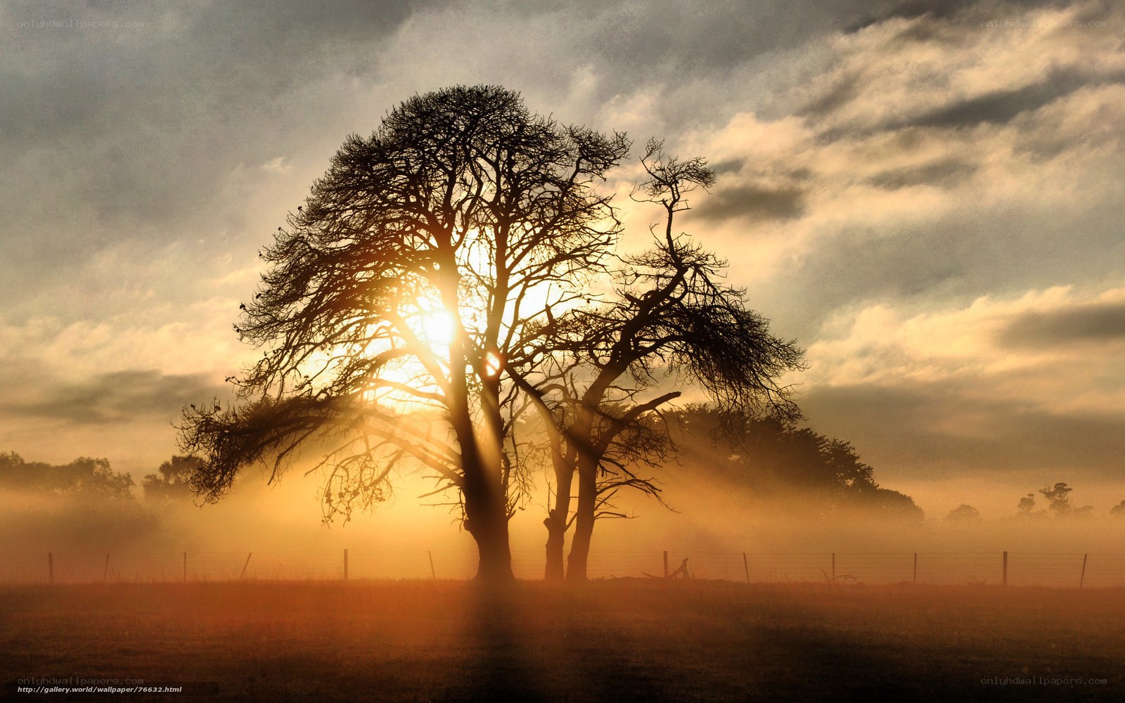 Sunset silhouette of trees