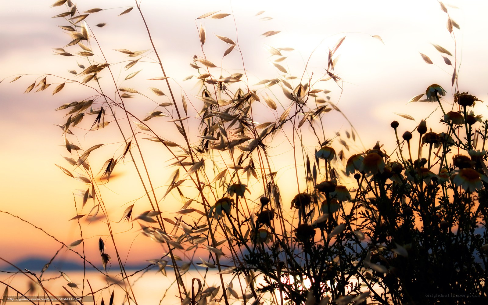 Sunset Silhouette of Wildflowers