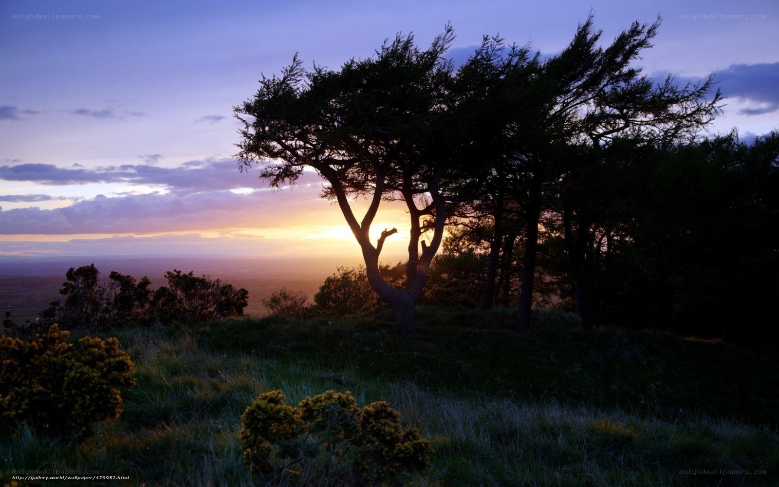 Sunset silhouette on a hill