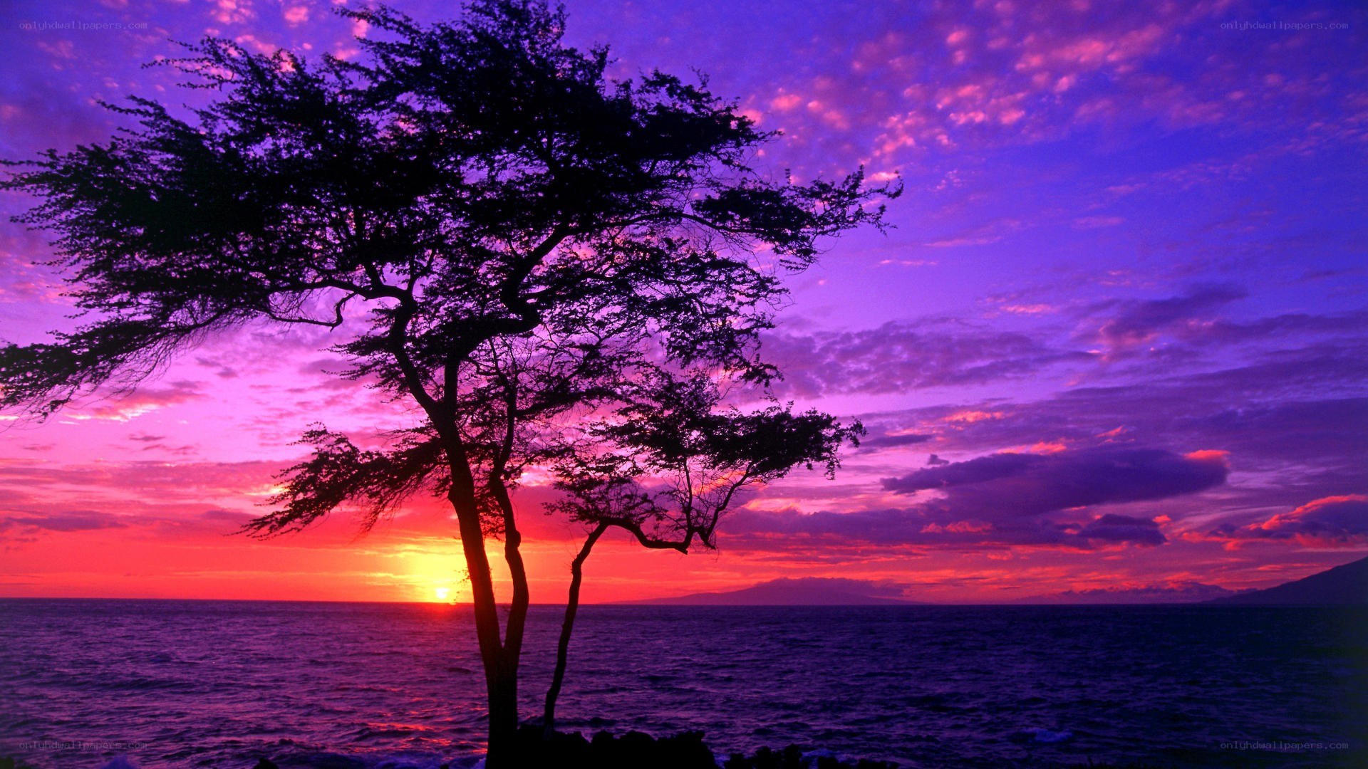 sunset silhouette tree