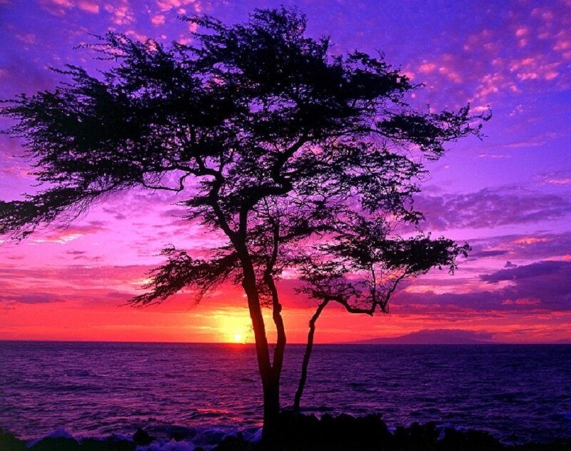 sunset silhouette tree