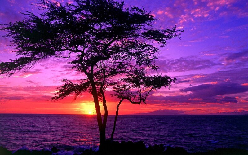 sunset silhouette tree