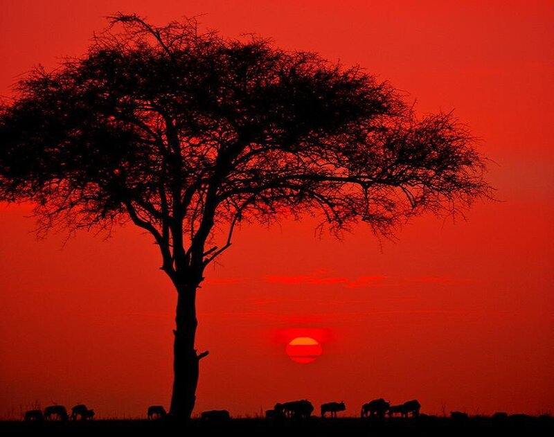 Sunset silhouette with tree and animals