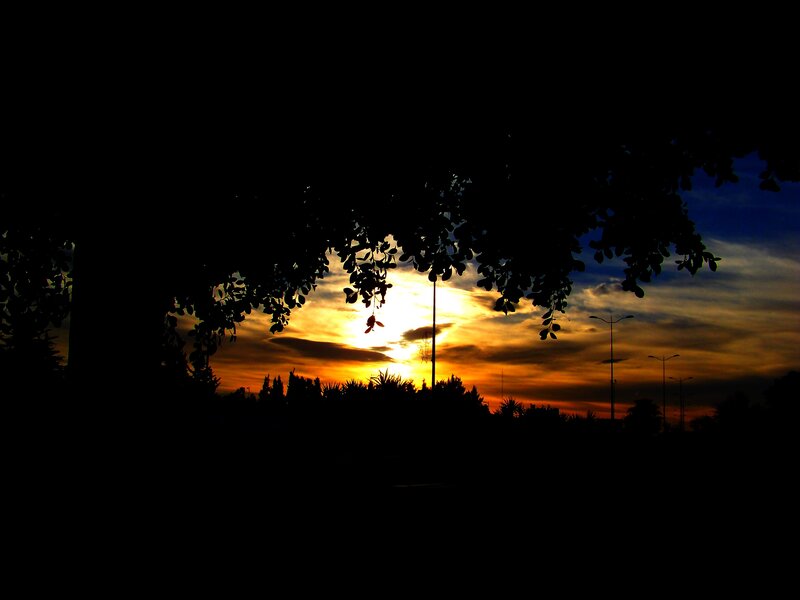 sunset silhouette with trees